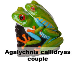 Boton A callidryas pareja