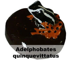 Boton Adelphobates quinquevittatus