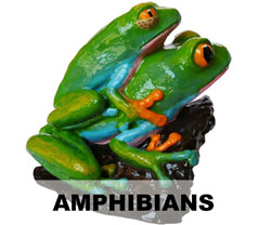 Boton Amphibia