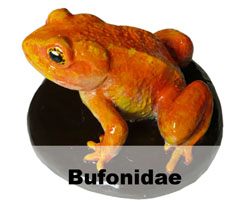 Boton Bufonidae