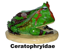 Boton Ceratophryidae