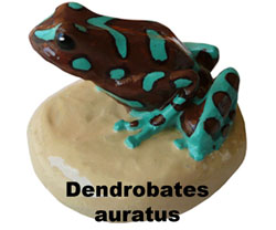 Boton Dendrobates auratus
