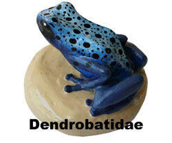 Boton Dendrobatidae