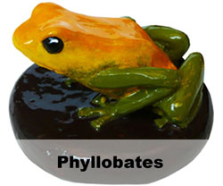 Boton Phyllobates