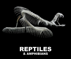 Boton Reptiles y Anfibios