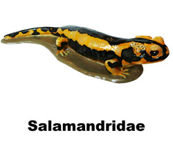 Boton Salamandridae