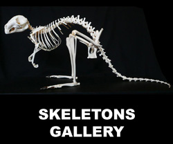 Boton Skeletons Gallery