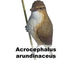 Boton Acrocephalus arundinaceus