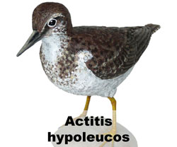 Boton Actitis hypoleucos