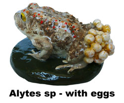 Boton Alytes sp eggs