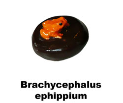 Boton Brachycephalus ephippium
