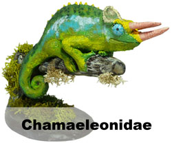 Boton Chamaeleonidae