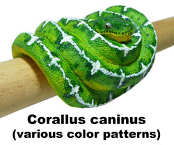 Boton Corallus caninus
