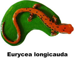 Boton Eurycea longicauda