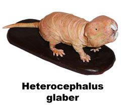 Boton Heterocephalus glaber