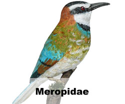 Boton Meropidae