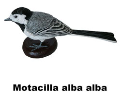 Boton Motacilla alba alba