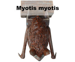Boton Myotis myotis