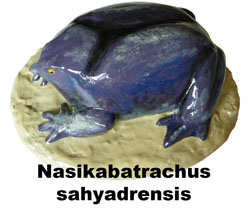 Boton Nasikabatrachus sahyadrensis