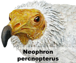 Boton Neophron percnopterus