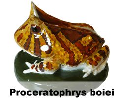 Boton Proceratophrys boiei