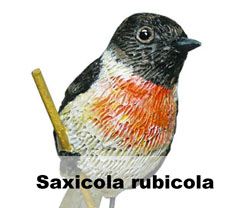 Boton Saxicola rubicola