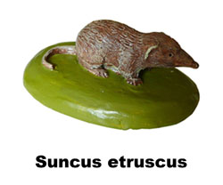 Boton Suncus etruscus