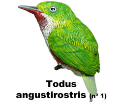 Boton Todus angustirostris nº1