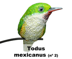 Boton Todus mexicanus nº2