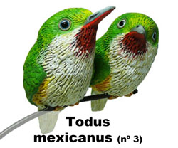 Boton Todus mexicanus nº3