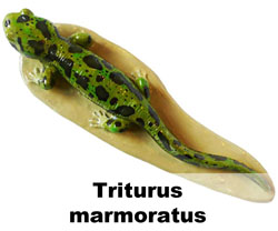 Boton Triturus marmoratus