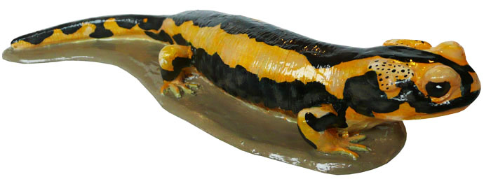 Sal salamandra A 01 Ret Peq