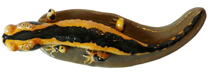 Sal salamandra A 05 Ret Peq