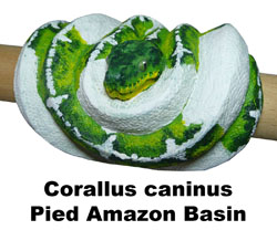 Boton Corallus caninus Pied Amazon Basin