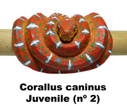 Boton Corallus caninus juvenil nº2