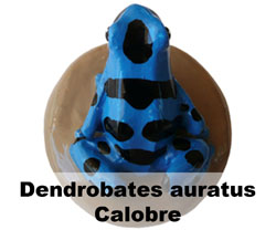 Boton Dendrobates auratus Calobre