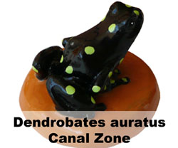 Boton Dendrobates auratus Canal Zone