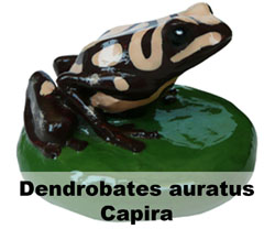 Boton Dendrobates auratus Capira