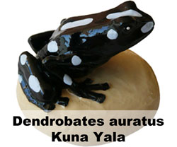 Boton Dendrobates auratus Kuna Yala