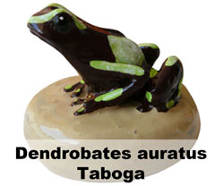 Boton Dendrobates auratus Taboga