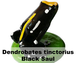 Boton Dendrobates tinctorius BlackSaul