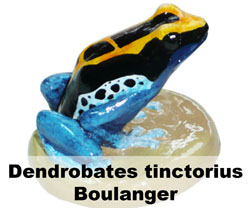 Boton Dendrobates tinctorius Boulanger