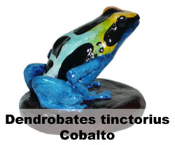 Boton Dendrobates tinctorius Cobalto