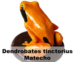 Boton Dendrobates tinctorius Matecho