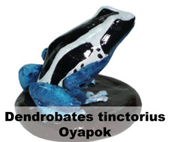 Boton Dendrobates tinctorius Oyapok