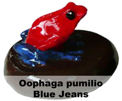 Boton Oophaga pumilio Blue Jeans