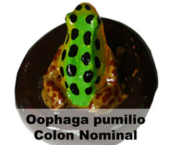 Boton Oophaga pumilio Colon Nominal