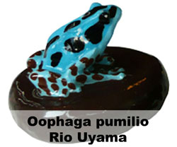 Boton Oophaga pumilio Rio Uyama