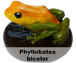 Boton Phyllobates bicolor