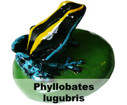 Boton Phyllobates lugubris
